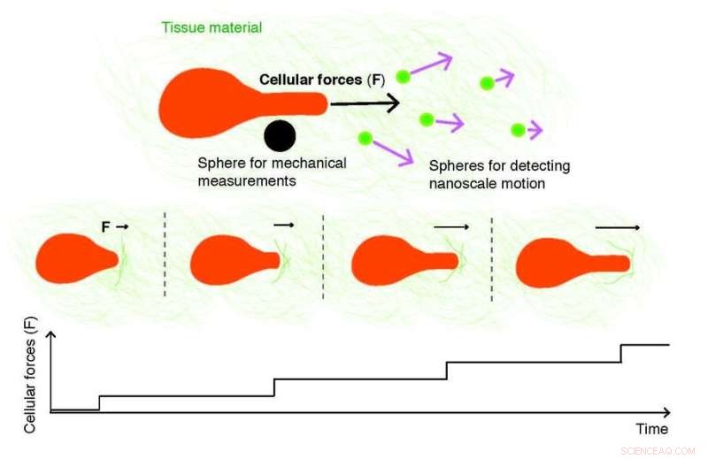 Breast Cancer Cells Apply Force to Carve Pathways Through Tissue