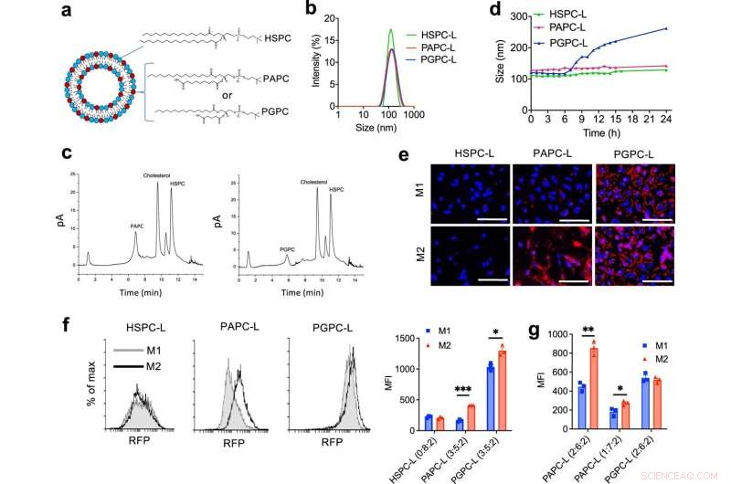 Targeted Nanoliposomes Empower Immune Cells to Combat Cancer