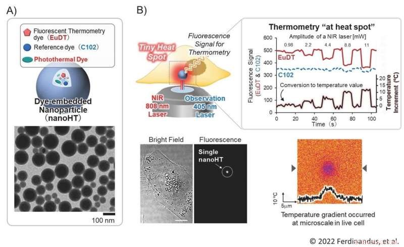 Scientists Create Dual-Function Nanoparticle to Heat and Sense Temperature Inside Cells
