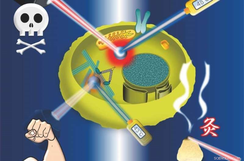 Scientists Create Dual-Function Nanoparticle to Heat and Sense Temperature Inside Cells