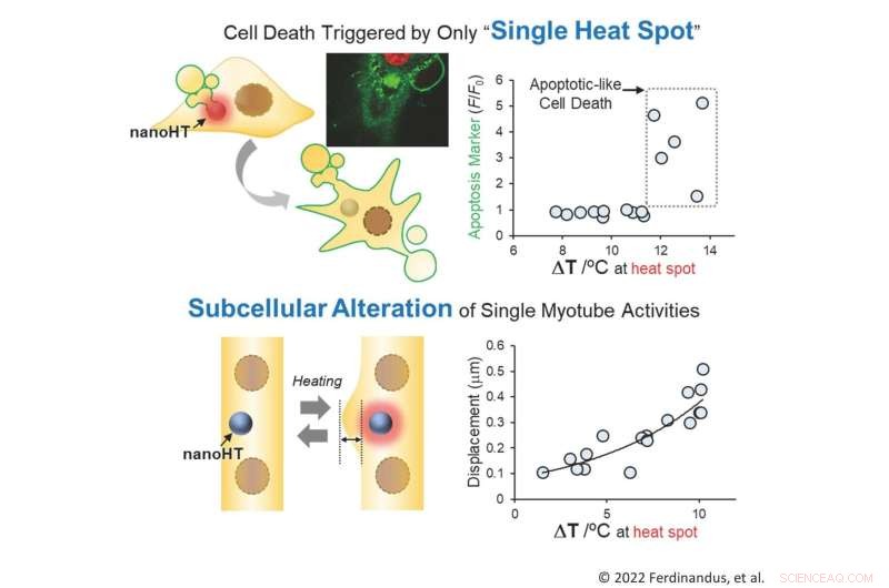 Scientists Create Dual-Function Nanoparticle to Heat and Sense Temperature Inside Cells
