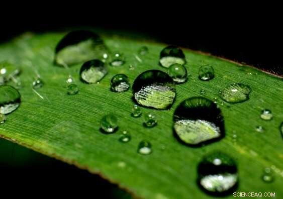 Graphene Oxide Membranes Show Unexpected Nanoscale Water Behavior