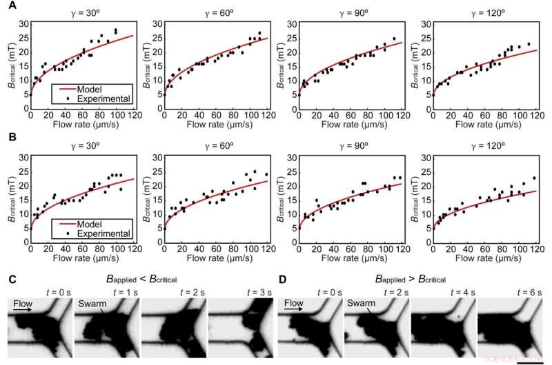 Microrobots Swarms for Targeted Medical Embolization: Enhancing Junction Integrity