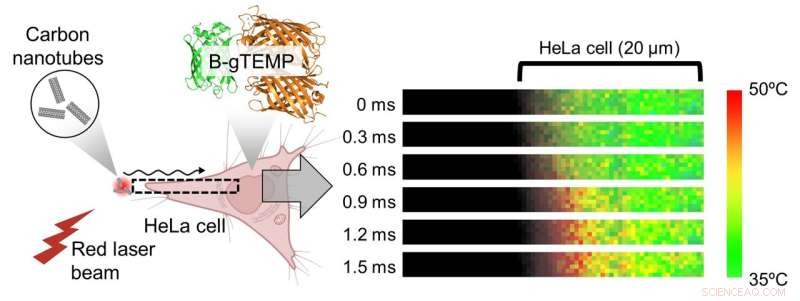 Revolutionary Intracellular Nanothermometer Delivers Unprecedented Versatility