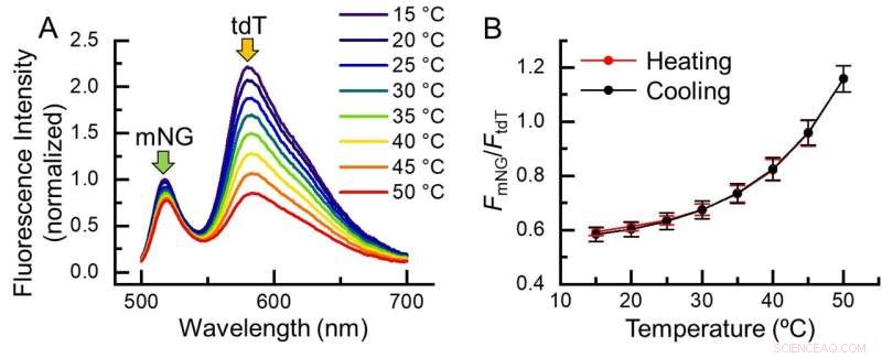 Revolutionary Intracellular Nanothermometer Delivers Unprecedented Versatility
