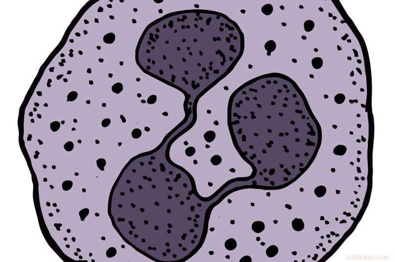 Study Discovers Precise Method to Target and Inhibit Disease-Linked White Blood Cells