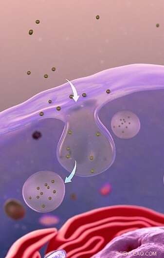 Scientists Uncover Critical Barrier in Stem Cell Drug Delivery