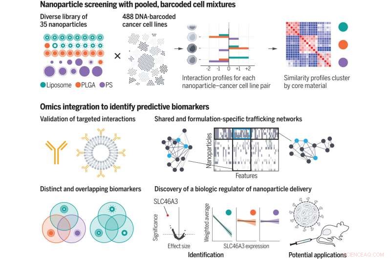 Unveiling Cancer Cell Responses to Nanoparticle Drug Delivery