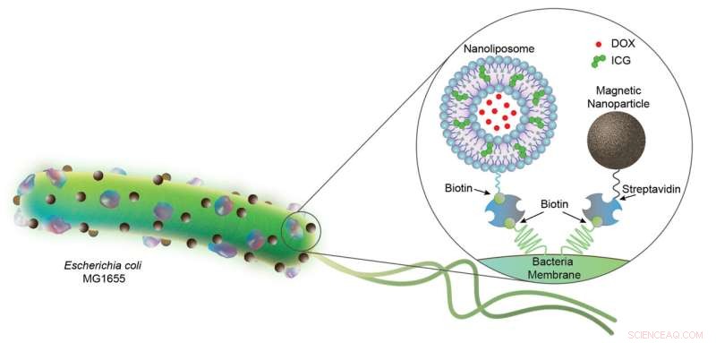 Bacterial Biohybrid Microrobots: A Promising Approach to Targeted Cancer Therapy