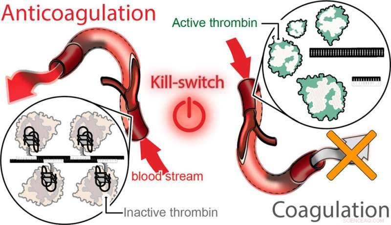 New Anticoagulant Platform Promises Breakthroughs in Heart Surgery, Dialysis, and More