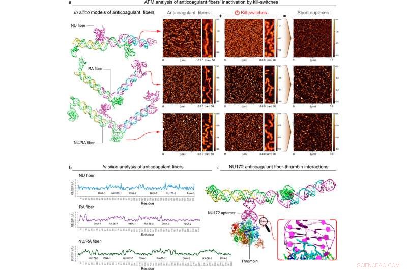 New Anticoagulant Platform Promises Breakthroughs in Heart Surgery, Dialysis, and More