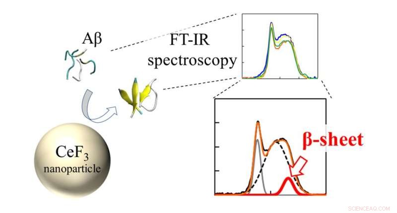 How CeF3 Nanoparticles and Ions Shape β‑Sheet Formation in Amyloid β Proteins