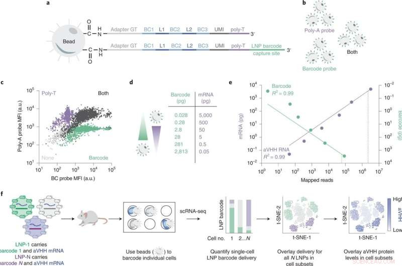 Innovative Screening Method Promises Faster, More Effective mRNA Therapeutics