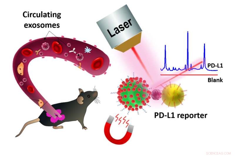 New Ultra-Sensitive SERS Probes Detect PD‑L1 Biomarker in Exosomes
