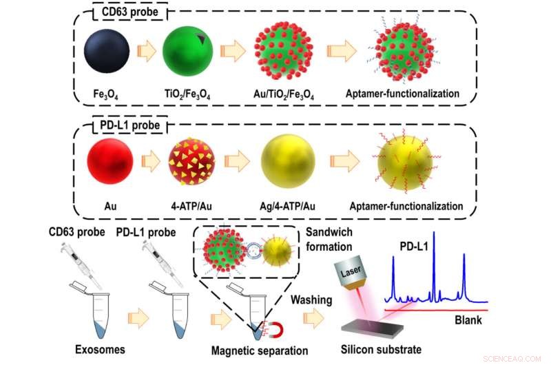 New Ultra-Sensitive SERS Probes Detect PD‑L1 Biomarker in Exosomes