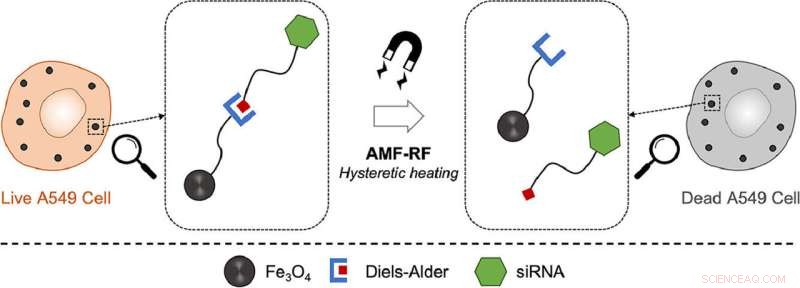 Targeted Cancer Therapy: Magnetic Nanoparticles Deliver microRNA On Demand