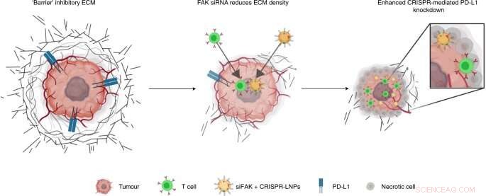 Nanoparticle Delivery System Overcomes Tumor Barriers for Gene-Editing Cancer Therapies