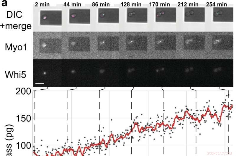 Revealing Yeast Cell‑Growth Dynamics via Yo‑Yo and Gear‑Like Oscillations