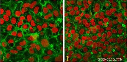 Study Finds Graphene Dust Is Harmless to Health