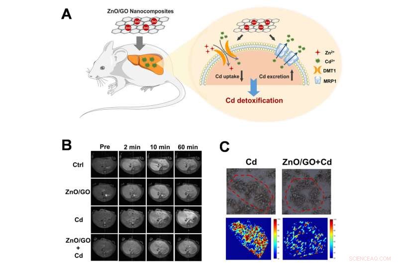 ZnO/Graphene Oxide Nanocomposites Safeguard Liver from Cadmium Toxicity