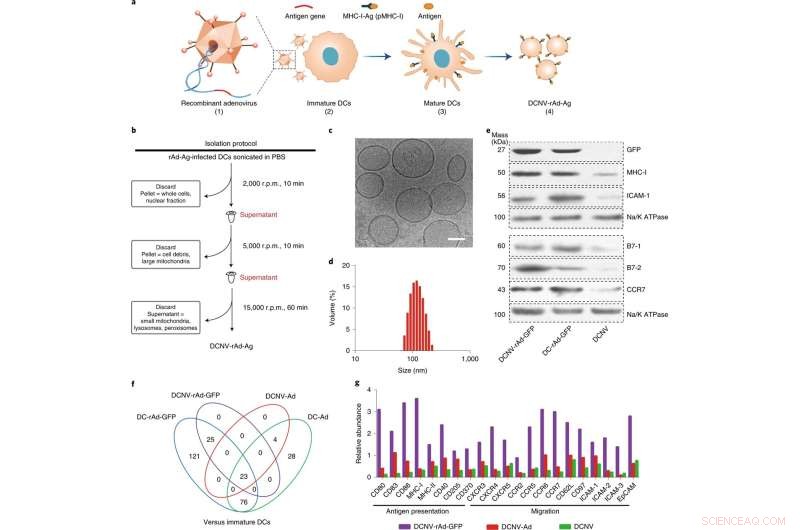 Nanotechnology-Enabled Adenovirus Vectors Target Solid Tumors, Preventing Relapse