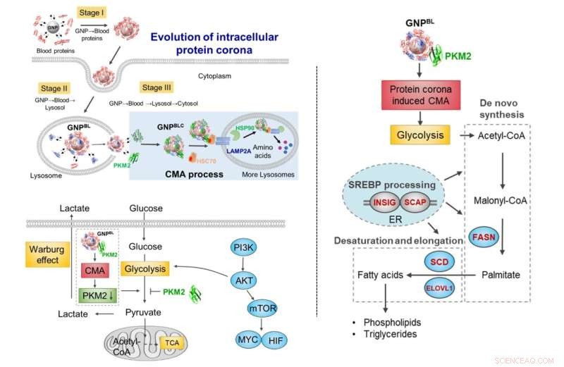 Nano-Protein Corona Disrupts Protein Homeostasis and Reprograms Cellular Metabolism