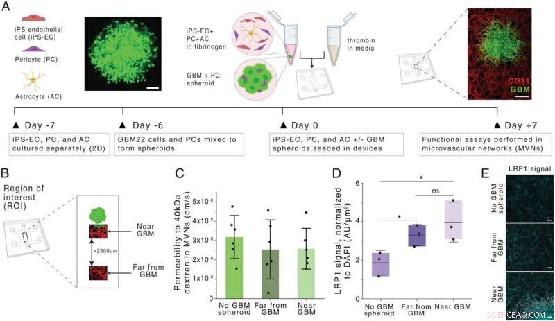 Engineers Create Targeted Nanoparticles That Successfully Cross the Blood‑Brain Barrier