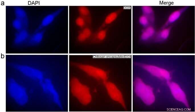 Precision Microfluidic Fabrication of Stimuli‑Responsive Chitosan Microgels for Targeted Drug Delivery