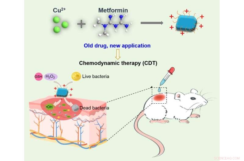 Metformin Enhances Antibacterial Therapy Speed and Efficacy, Study Finds