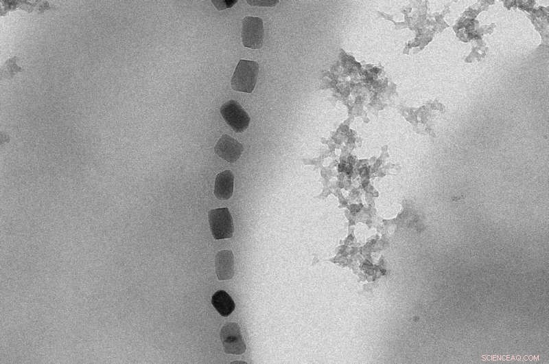 First Individual Characterization of Magnetic Nanoparticles in Bio‑Vehicles