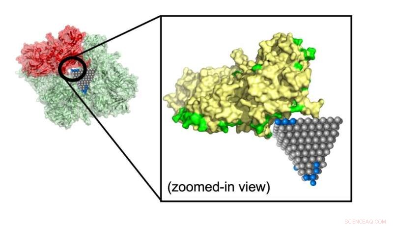 Nanobiotics Breakthrough: ML Model Deciphers Nanoparticle‑Protein Interactions