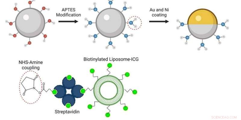 Optoacoustic Imaging Uncovers Microrobots Inside Living Organisms
