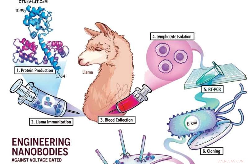 Llama-Derived Nanobodies Offer Precise Targeting for Human Muscle Cell Therapies