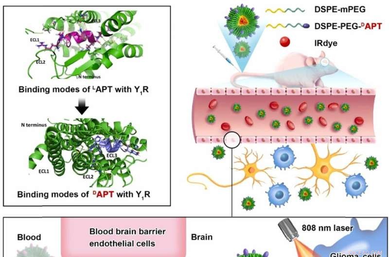 New D-Peptide Ligand for Y1 Receptor Enables Targeted Glioma Delivery Across Blood‑Brain Barrier