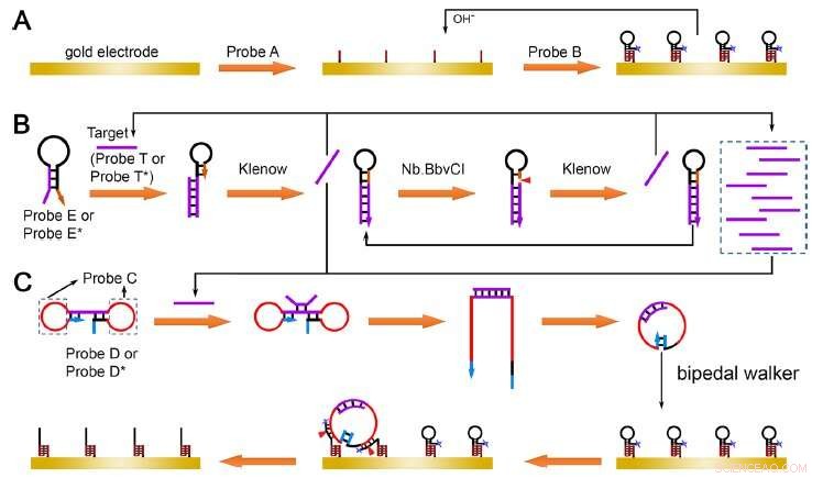 Groundbreaking ctDNA Biosensor Promises Rapid, Accurate Cancer Detection