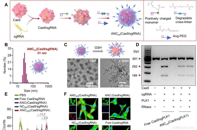 CRISPR-Cas9 Nanocapsules: Noninvasive Brain Delivery & Tumor Targeting