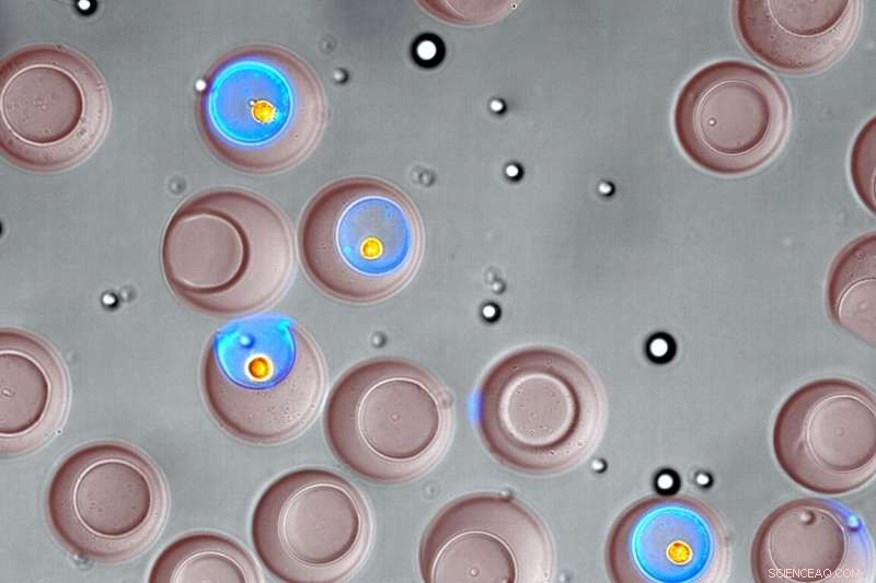 Nanotechnology Enables Precision Single-Cell Sorting by Functional Analysis