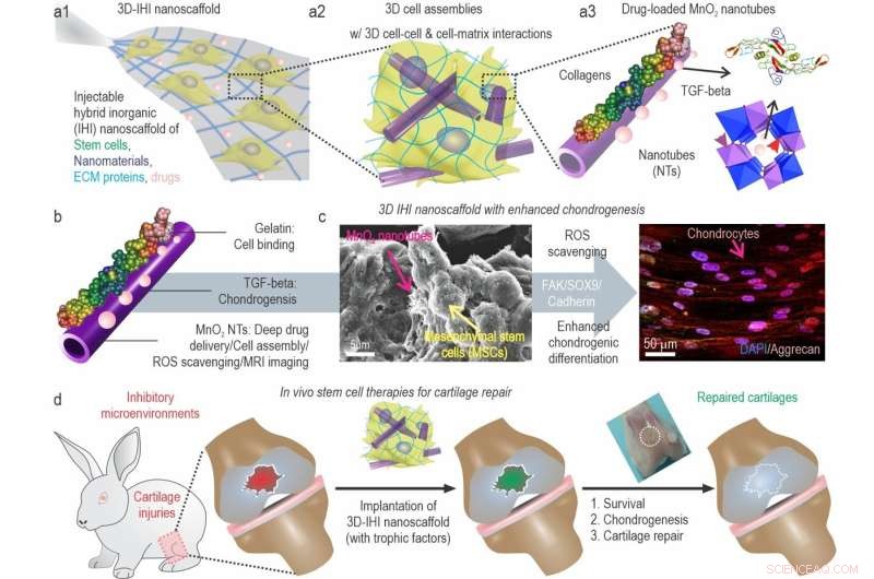 Injectable Stem Cell Scaffold for Enhanced Cartilage Regeneration