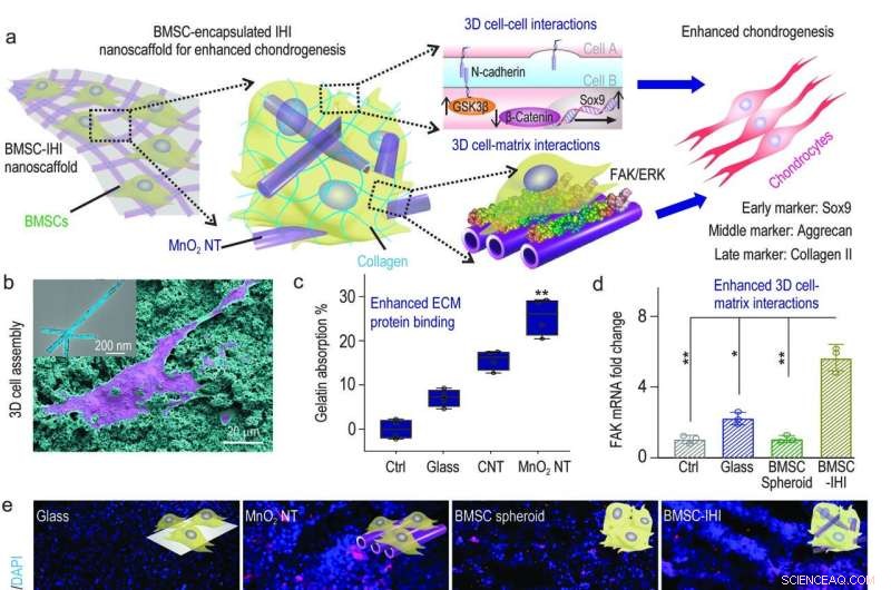 Injectable Stem Cell Scaffold for Enhanced Cartilage Regeneration