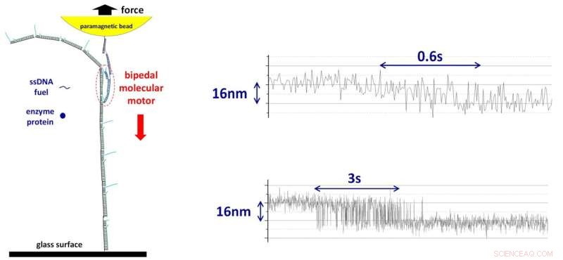 Single-Molecule Experiments Uncover the Force Capacity of Artificial Molecular Motors