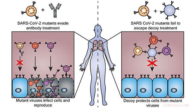 Decoy Particles Outsmart Evolving Coronavirus, Offer Promising New Treatment