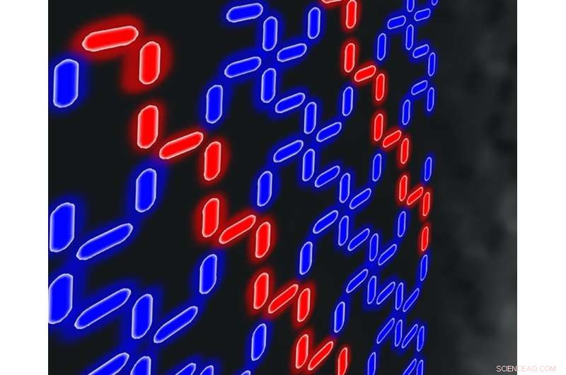 Nanomagnet Arrays Self-Organize by Increasing Entropy, Upholding Thermodynamic Laws