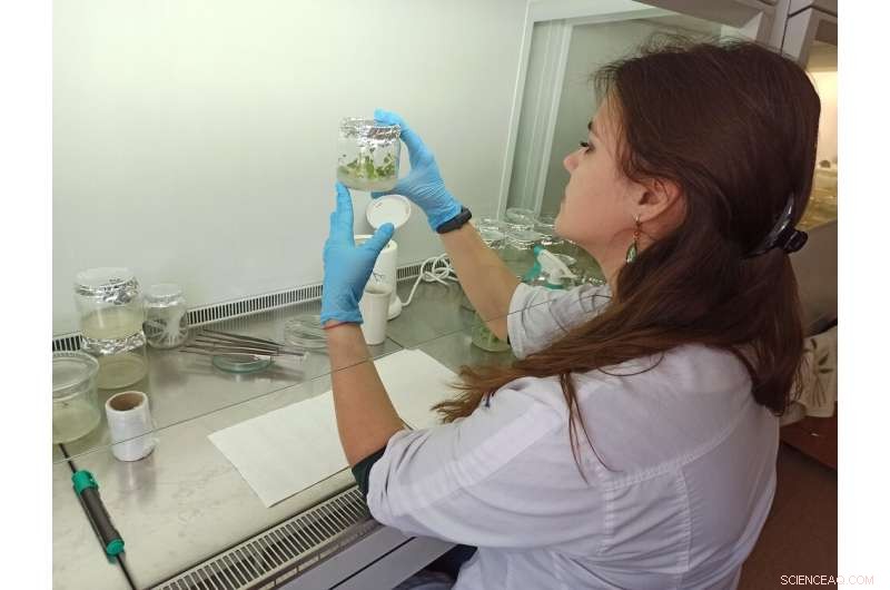 Copper Oxide Nanoparticles: The Next Generation of Sterilization in Phytoproduction