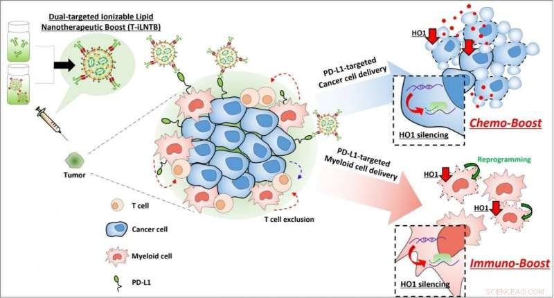 One Nanoparticle Brings Dual Benefits: Boosting Chemotherapy and Revitalizing Immunity