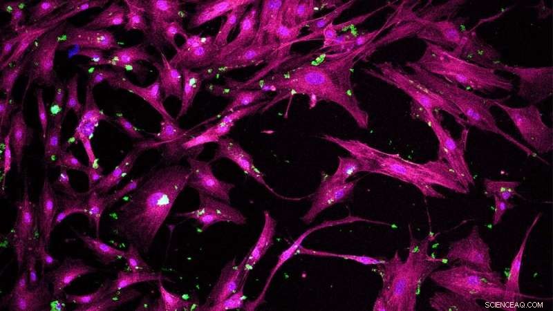 New Porous Nanoparticles Guide Stem Cell Differentiation—A Breakthrough in Regenerative Medicine