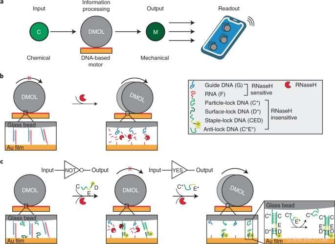 Glass Beads Amplify DNA Computer’s Parallel Processing Power