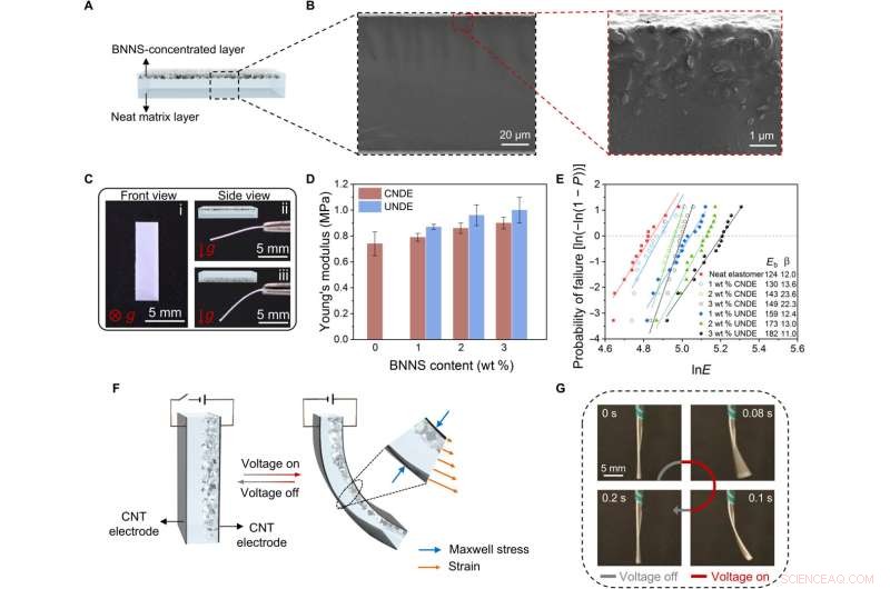 Unimorph Nanocomposite Dielectric Elastomer: Scalable Actuation with Superior Performance