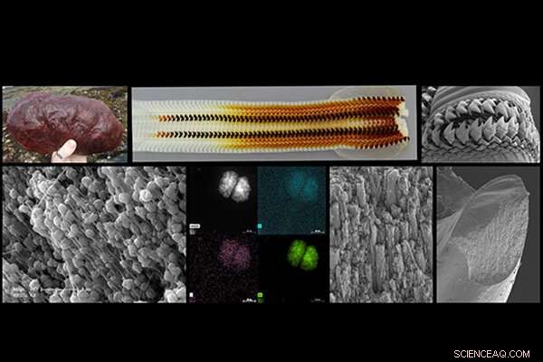 Ultrahard Chiton Teeth Reveal Blueprint for Next‑Generation Advanced Materials