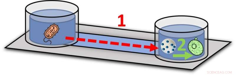 Enabling Cross-Kingdom Communication Between Bacteria and Yeast Using a Nanotranslator