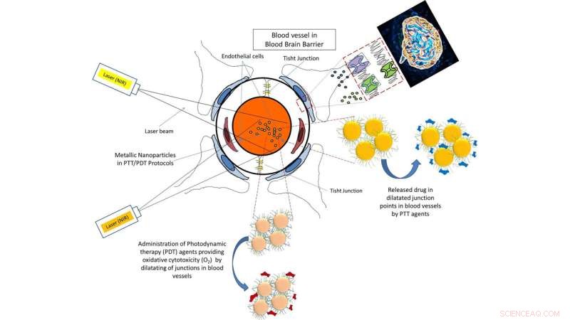 Targeted Brain Tumor Therapy Using Light‑Responsive Nanoparticles for Combined PDT/PTT